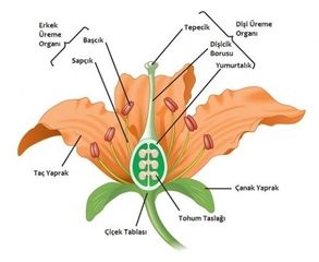 Bitki Biyolojisi Konu Anlatımı