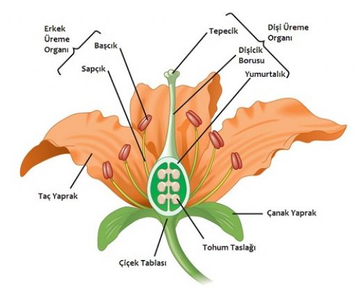 Bitki Biyolojisi Konu Anlatm