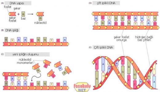 Dna Konu Anlatm