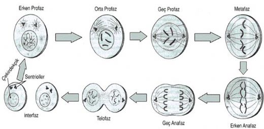 Mitoz Konu Anlatm