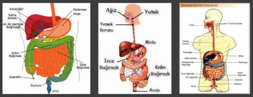 Sindirim Sistemi Konu Anlatm